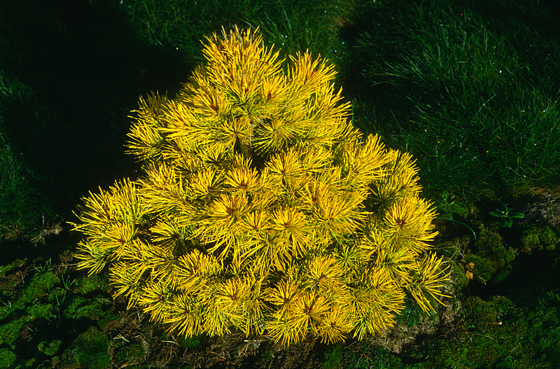 Simply magnificent Mature pinus sylvestris gold coin regret, that Mature pinus sylvestris gold coin what